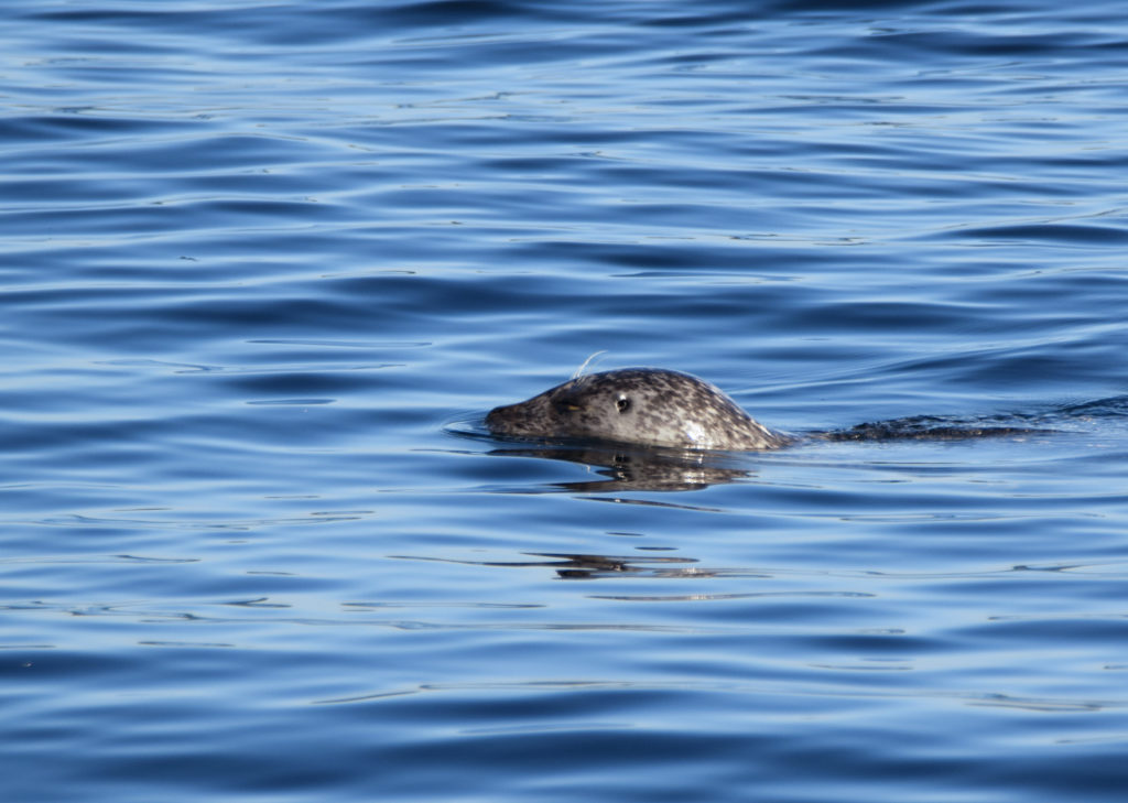 phoca vitulina, harbor seal