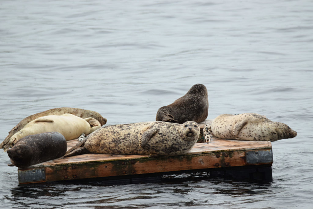 phoca vitulina, harbor seal