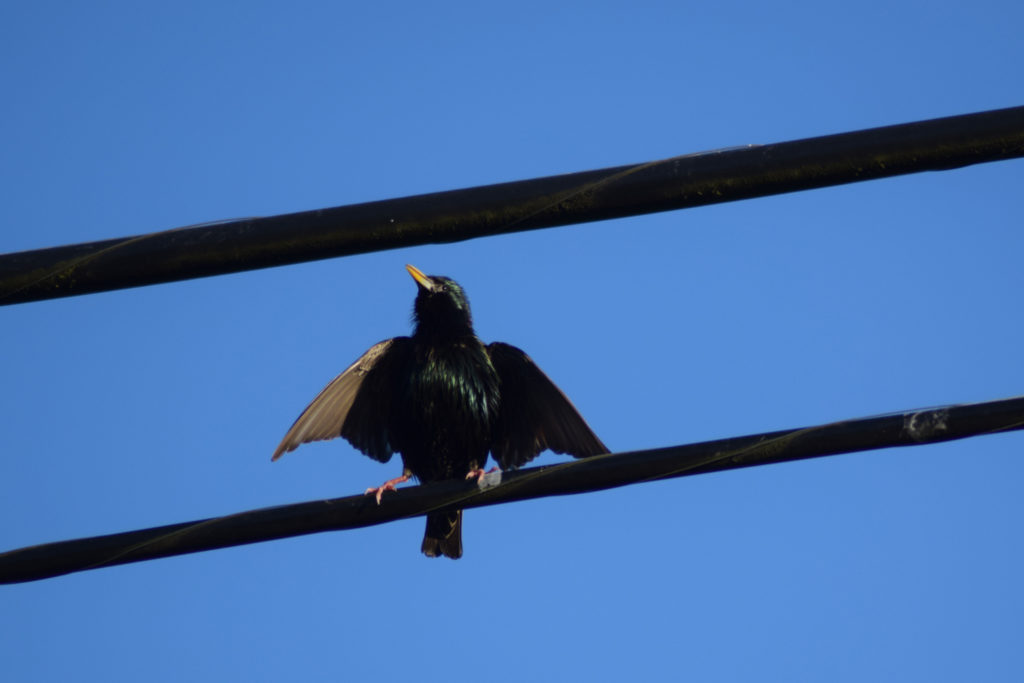 sturnus vulgaris, common starling