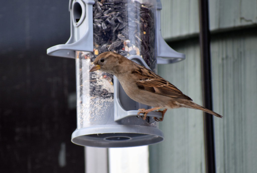 passer domesticus, house sparrow