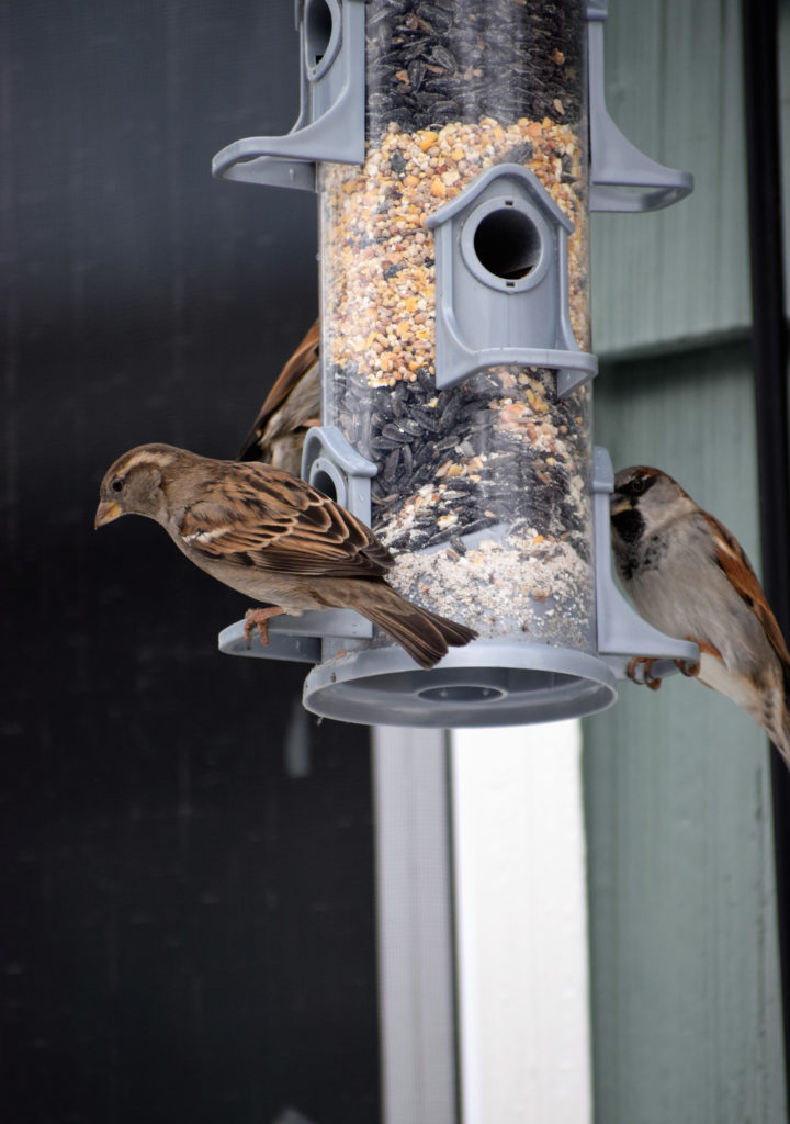 passer domesticus, house sparrow